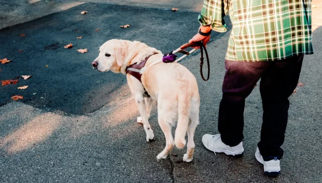 Guide to Dog Laws in SC